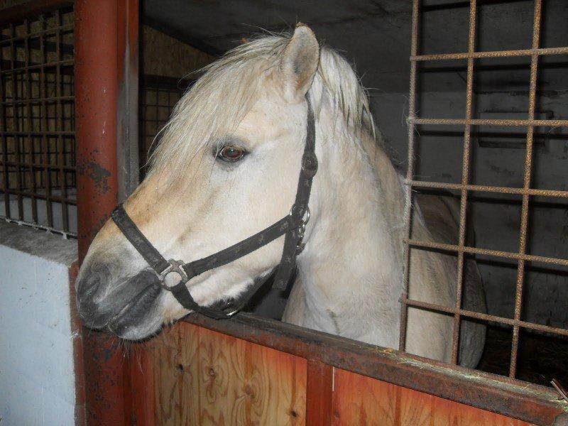 Fjordhest Pepsi billede 11