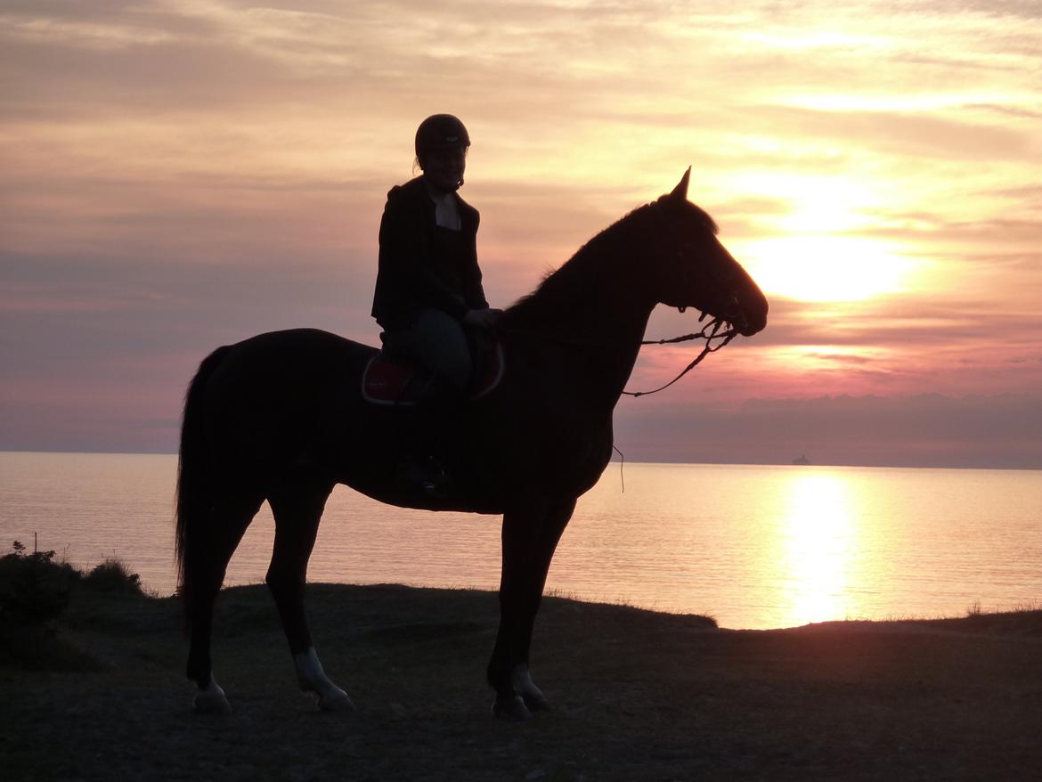 Irsk Sportspony Carlton Flight [Himmelhest] - Sometimes people are beautiful. Not in looks. Not in what they say. Just in what they are ♥ billede 3