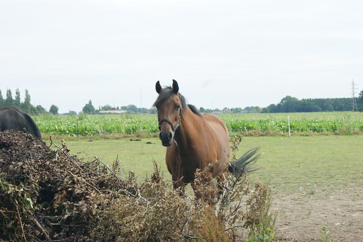 Anden særlig race Javana billede 15