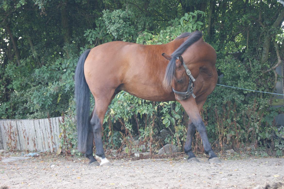 Anden særlig race Javana billede 16