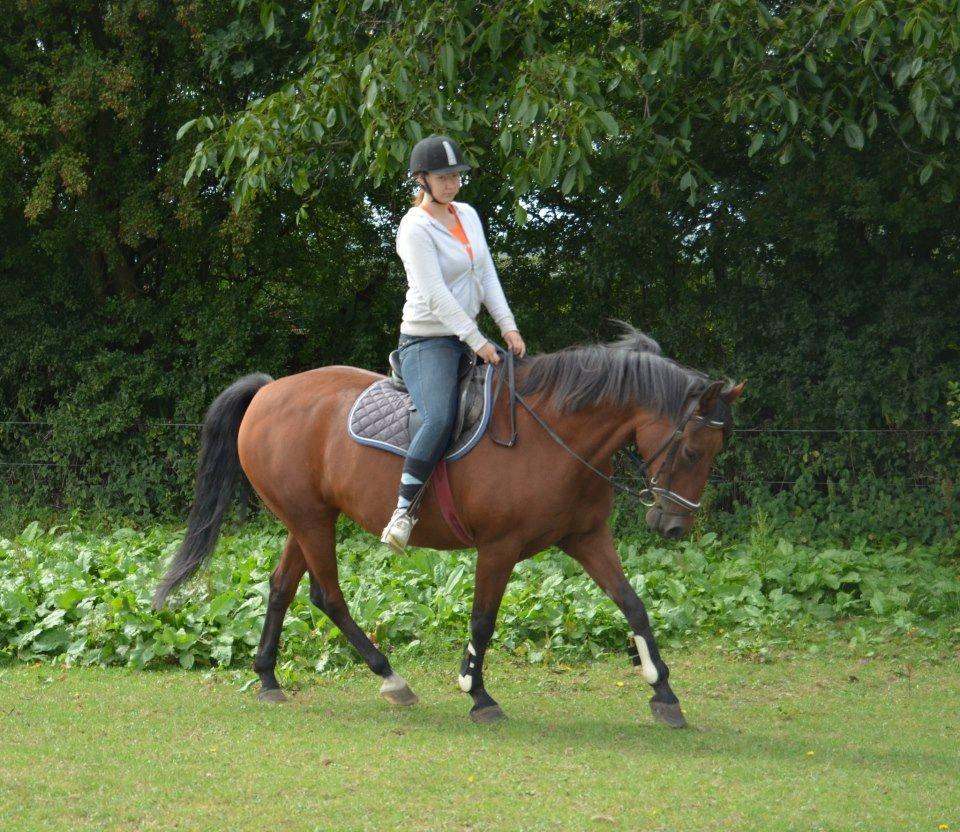 Anden særlig race Javana billede 17