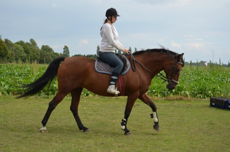 Anden særlig race Javana billede 18