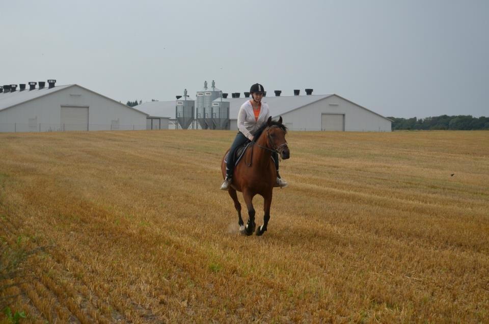 Anden særlig race Javana billede 19