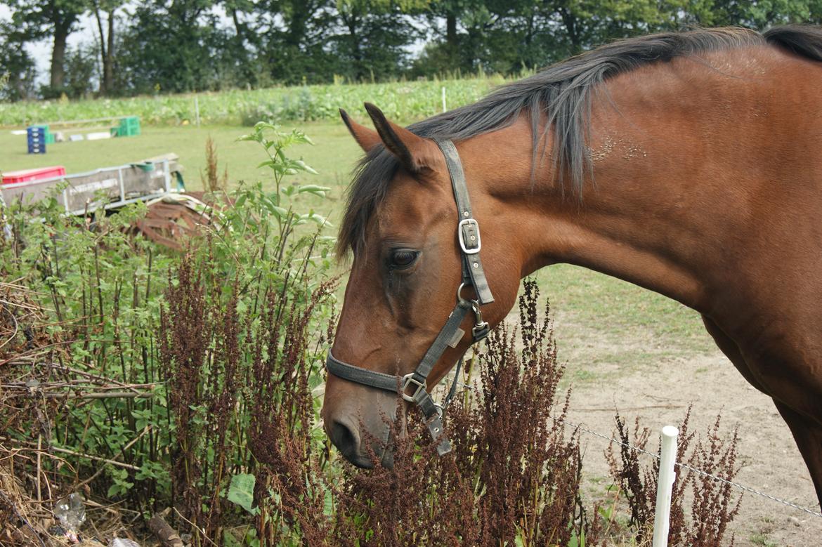 Anden særlig race Javana billede 20