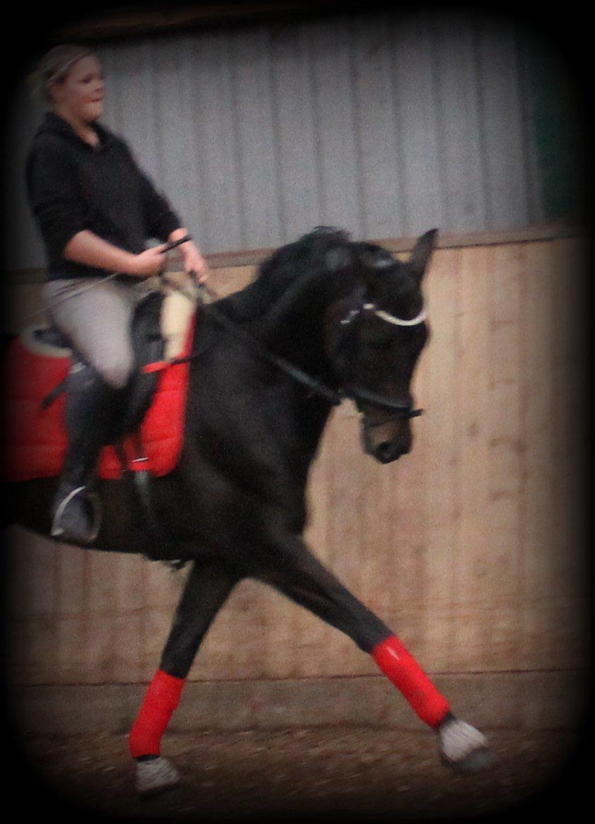 Dansk Varmblod D'Artagnan * <3 solgt :'/ - så begynder der at ske noget med ham den bette ;D billede 15