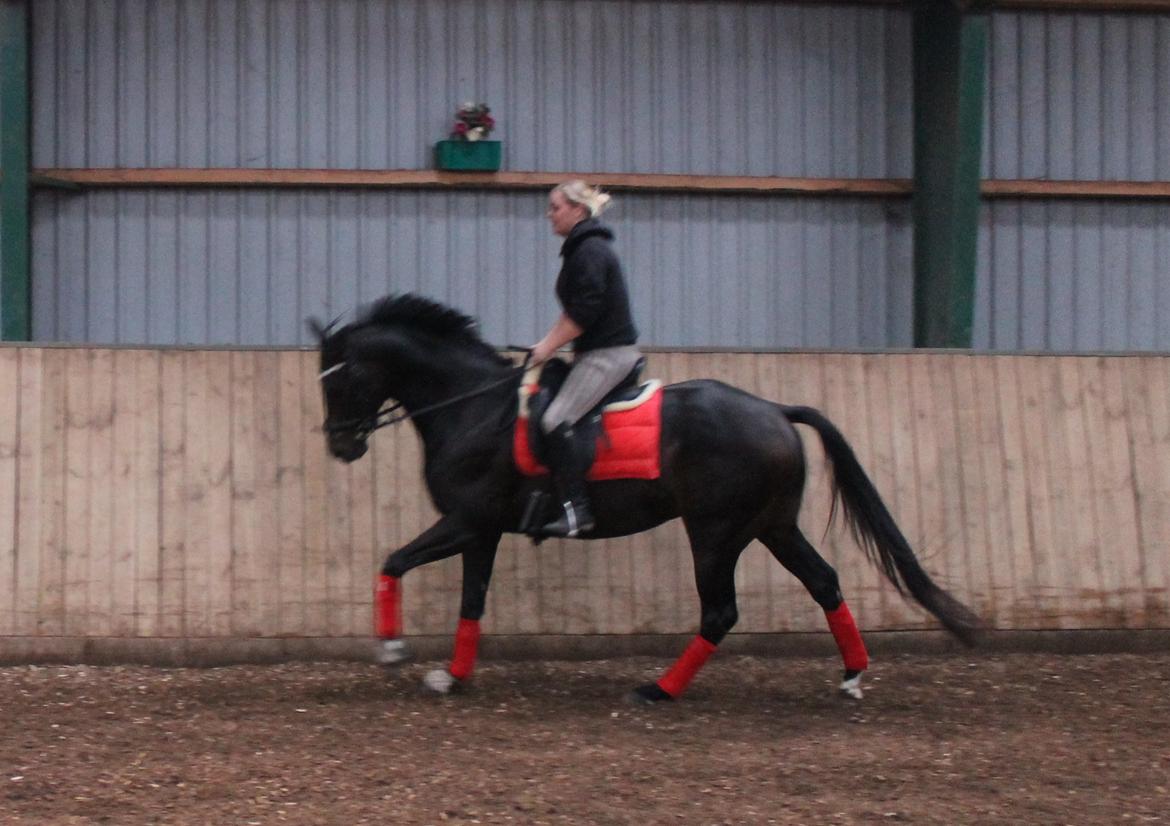 Dansk Varmblod D'Artagnan * <3 solgt :'/ billede 7