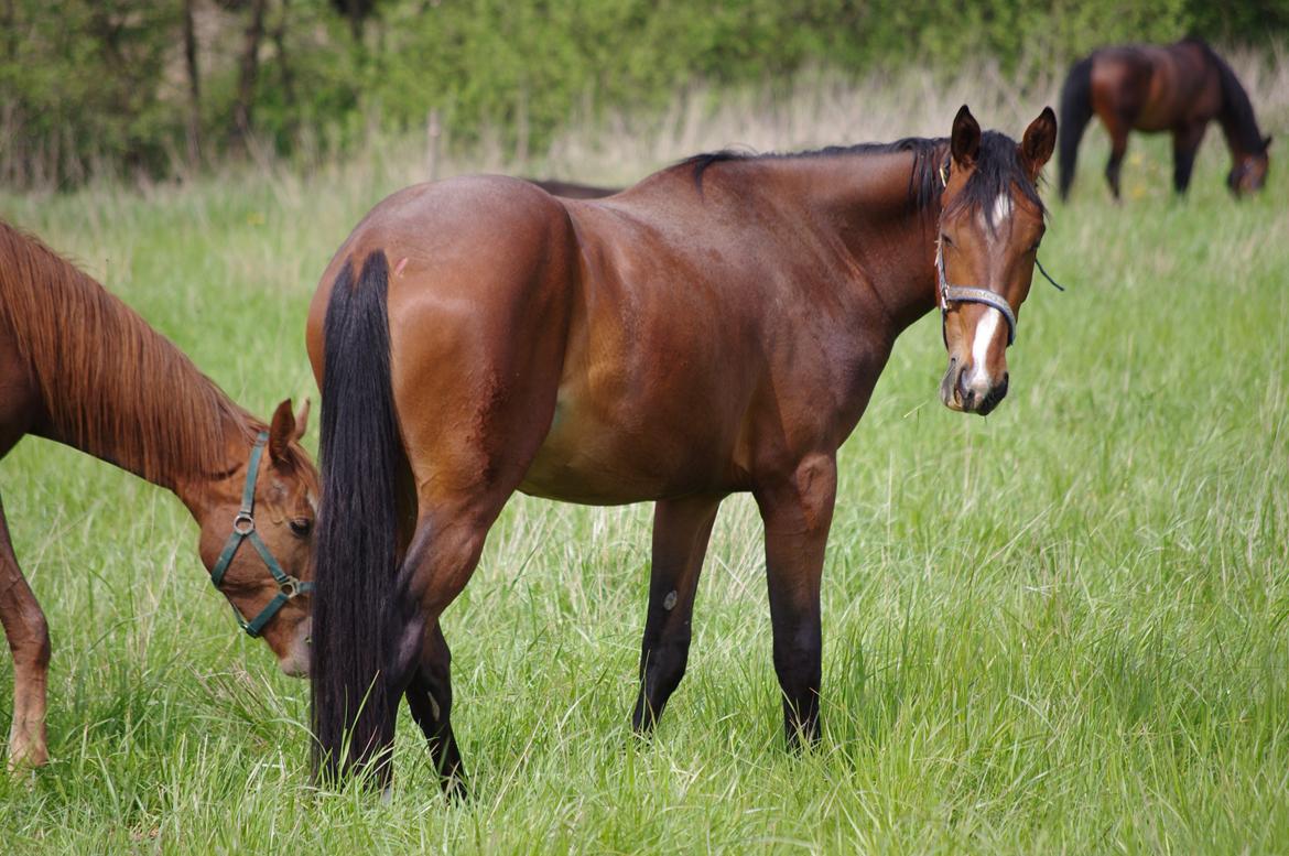 Oldenborg Rosenhavens Flora billede 15
