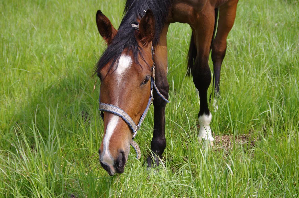 Oldenborg Rosenhavens Flora - Velkommen til Flora's profil! :) læg gerne en  bedømmelse+ kommentar.. billede 1