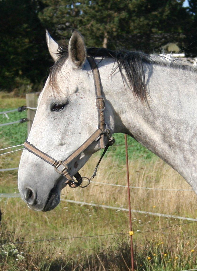 Polsk Varmblod Irys billede 1