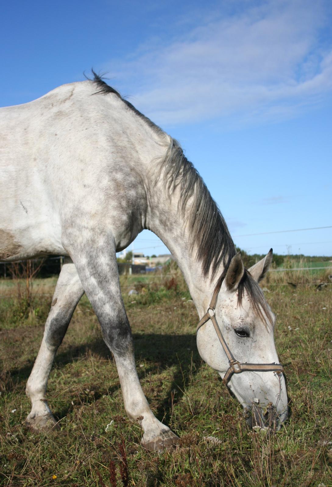 Polsk Varmblod Irys billede 2