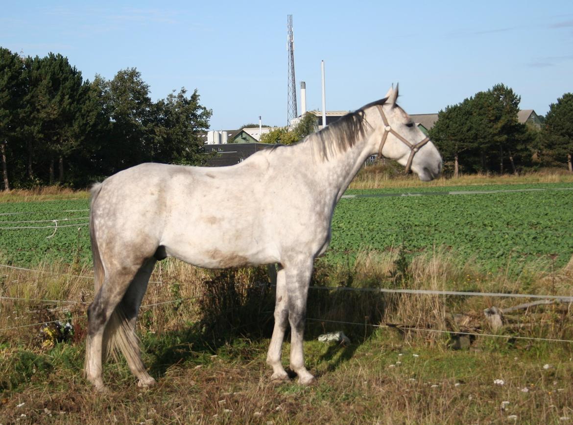 Polsk Varmblod Irys billede 3