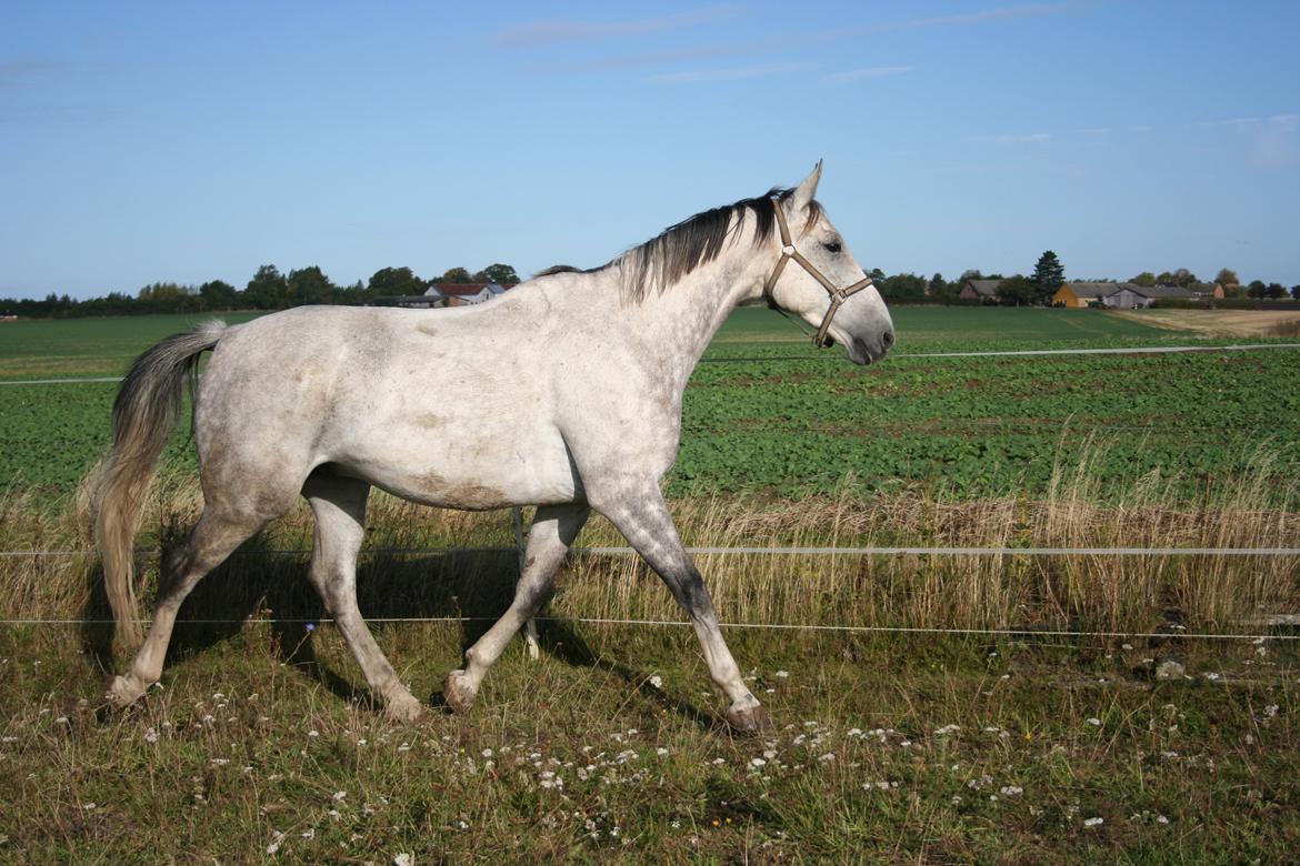 Polsk Varmblod Irys billede 4