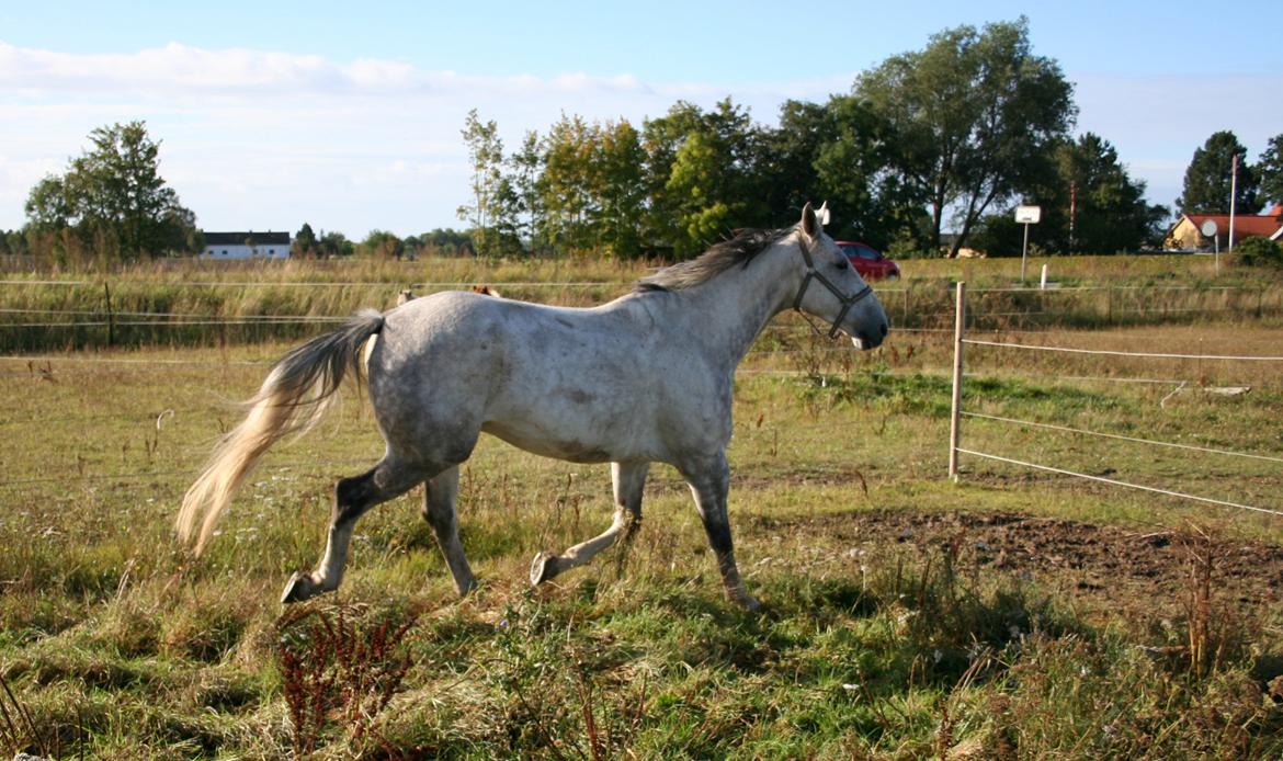 Polsk Varmblod Irys billede 5