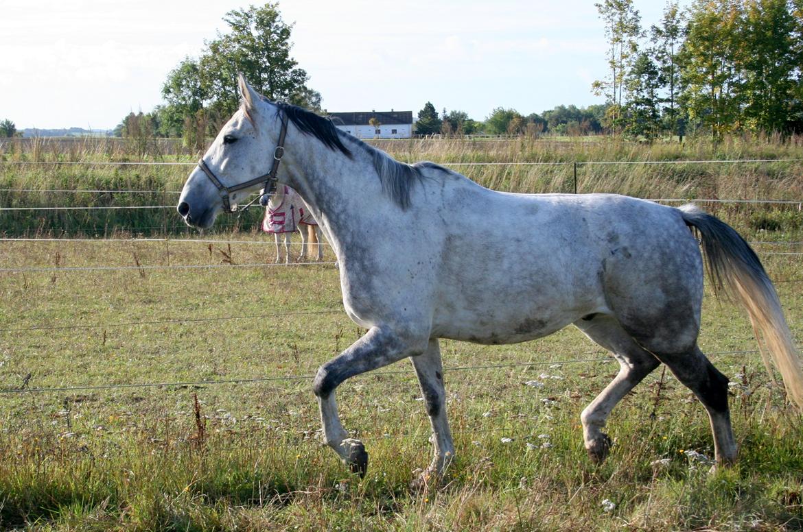 Polsk Varmblod Irys billede 6