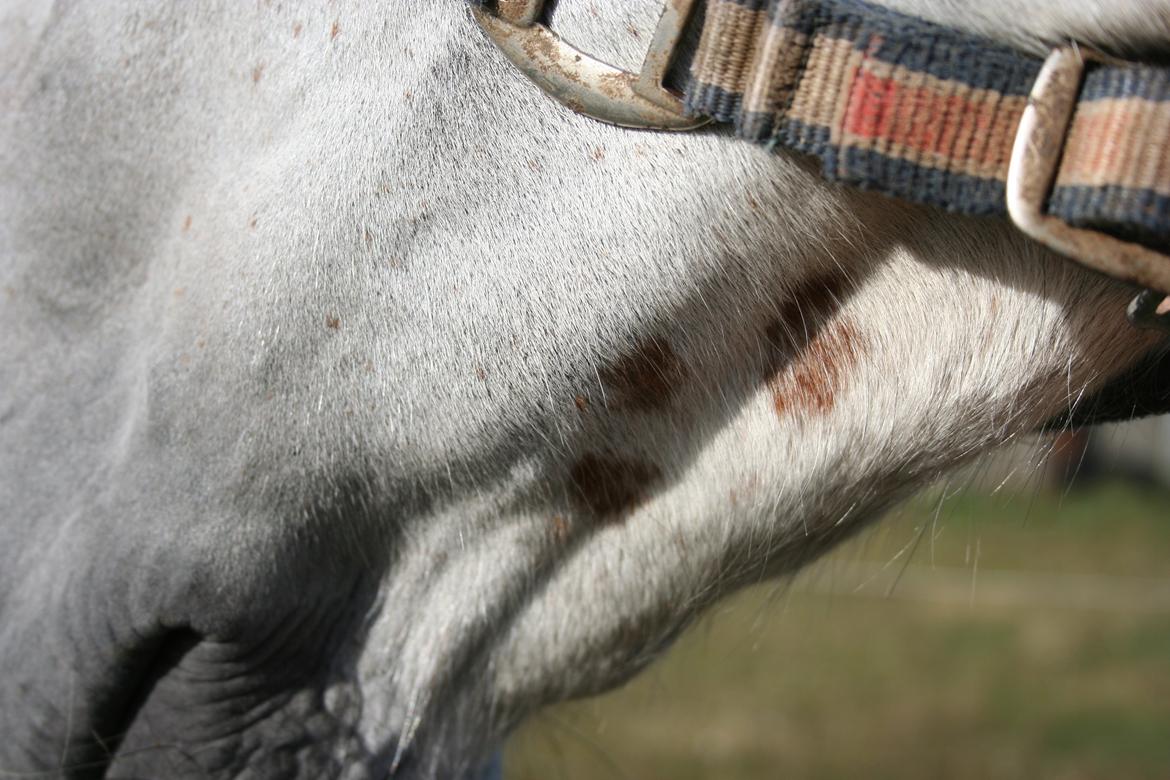 Polsk Varmblod Irys billede 7