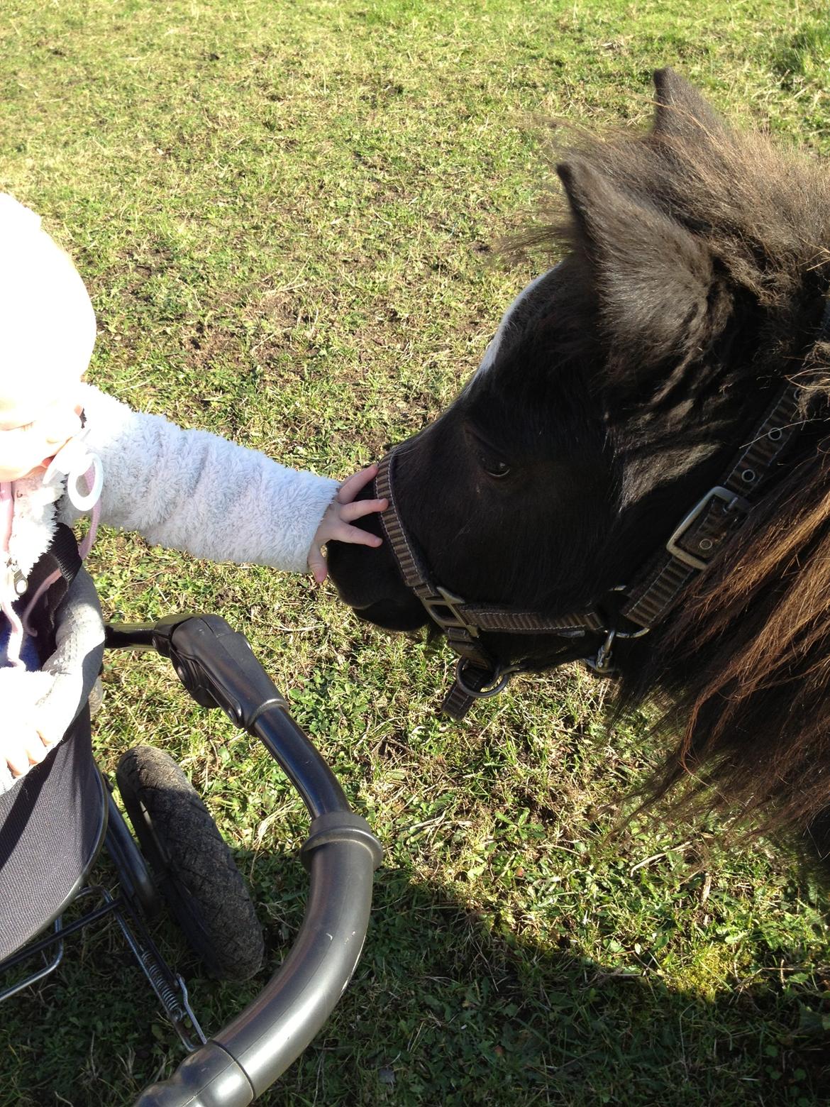 Anden særlig race Bella - min datter som rør ved bella :-) billede 14