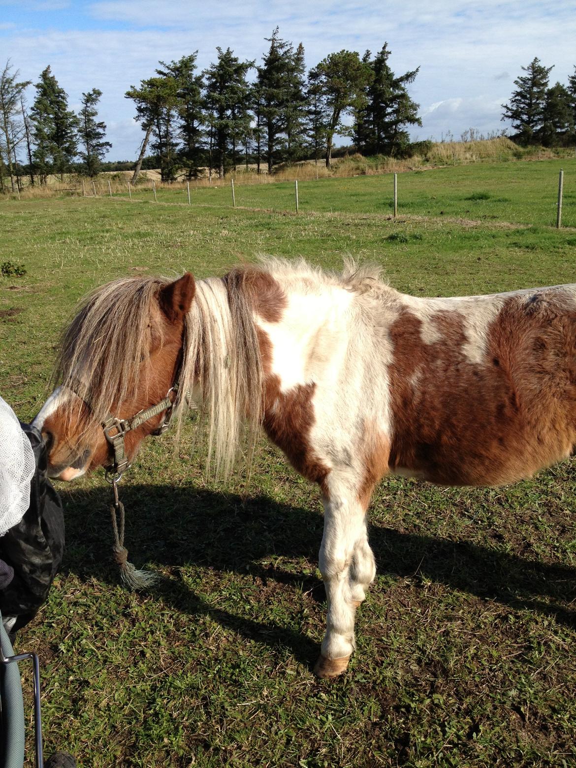 Anden særlig race bandit billede 6