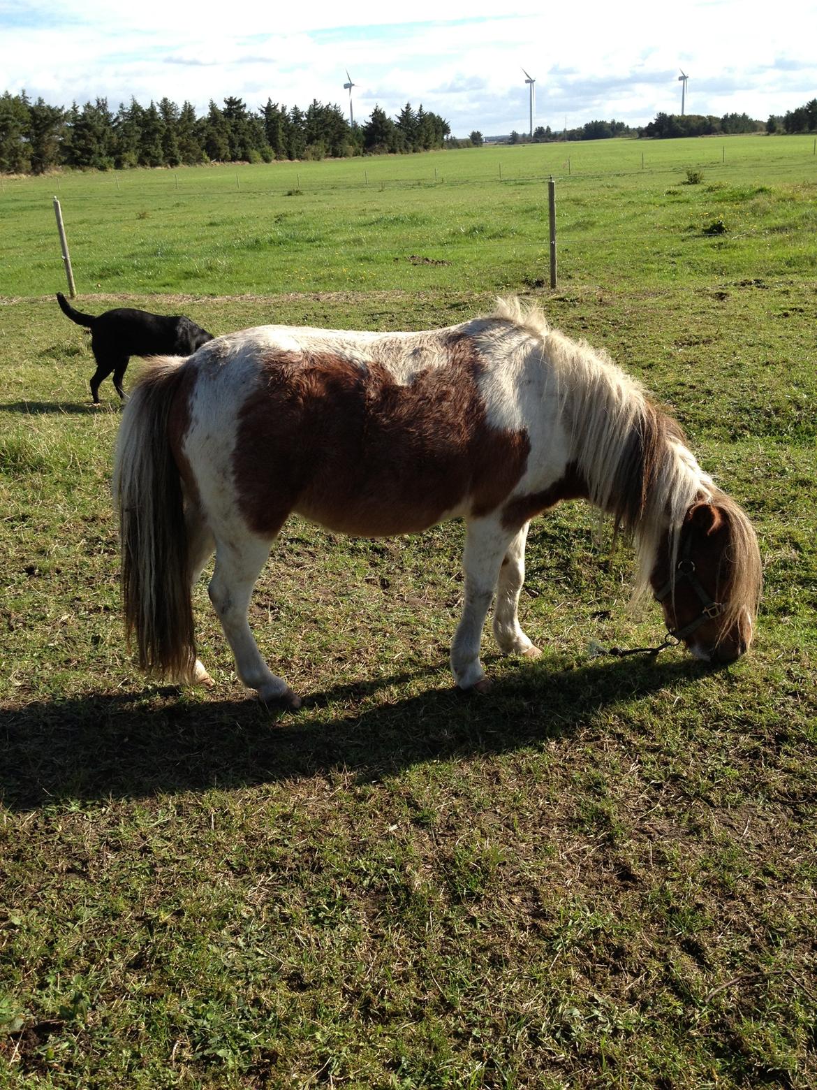 Anden særlig race bandit billede 7