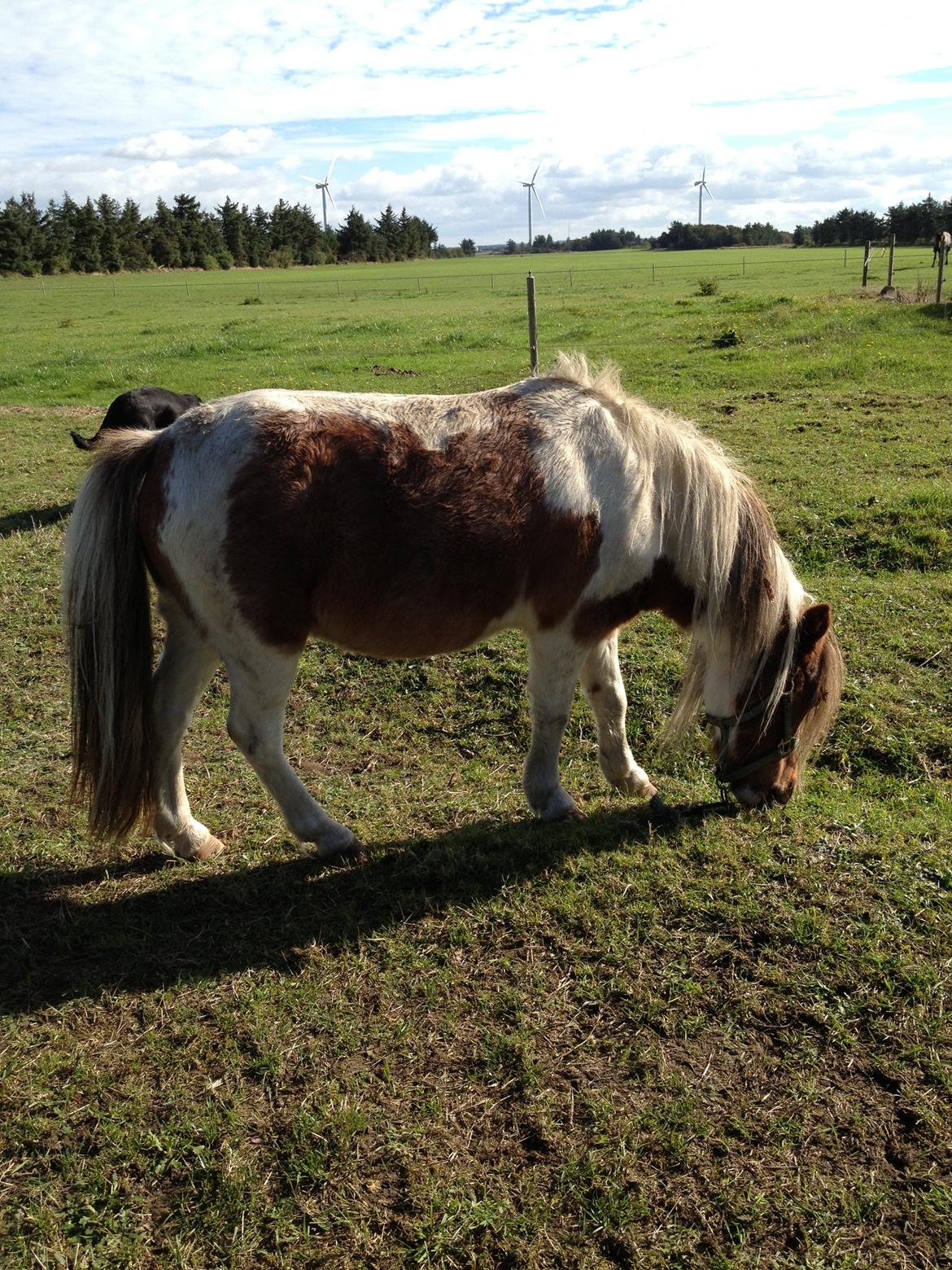 Anden særlig race bandit billede 8
