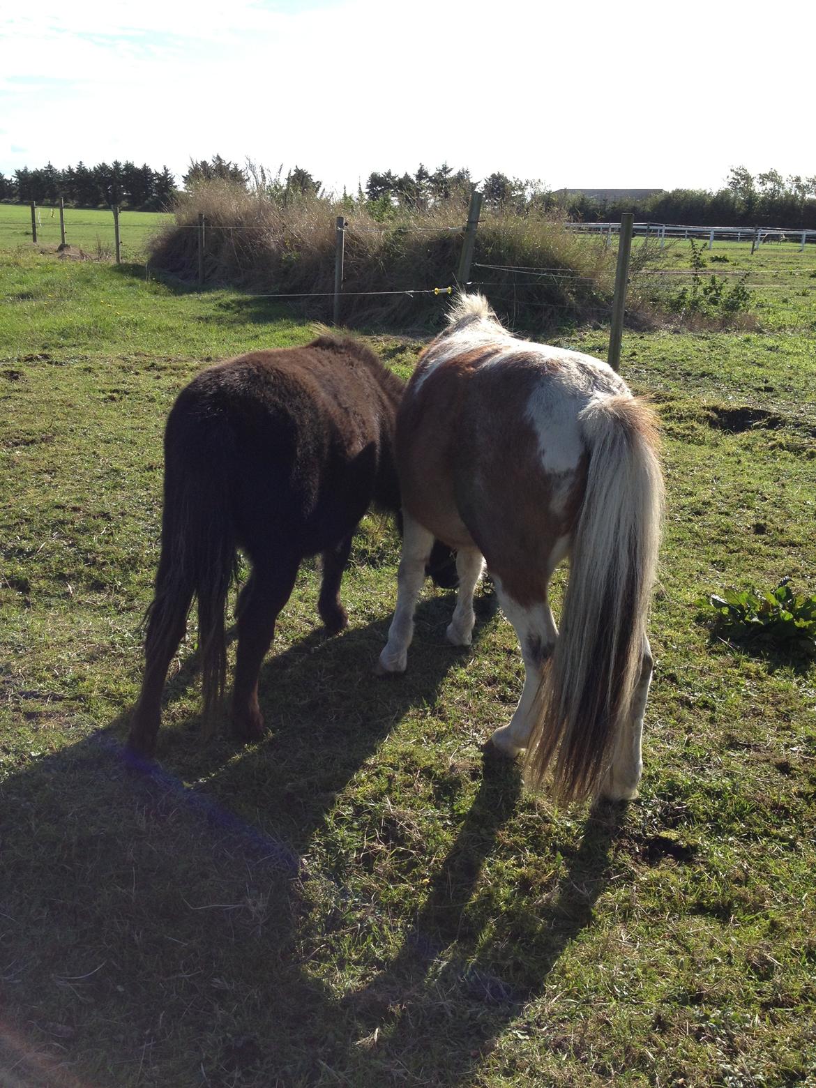 Anden særlig race bandit billede 9