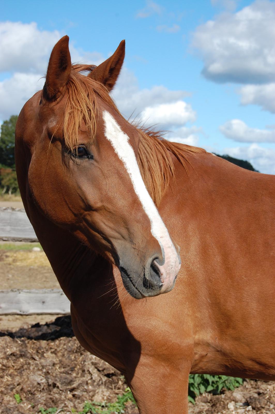 Anden særlig race Champ <3 - I love you. Not for what you are or what you do, but for what I am, when I'm with you <3 billede 3
