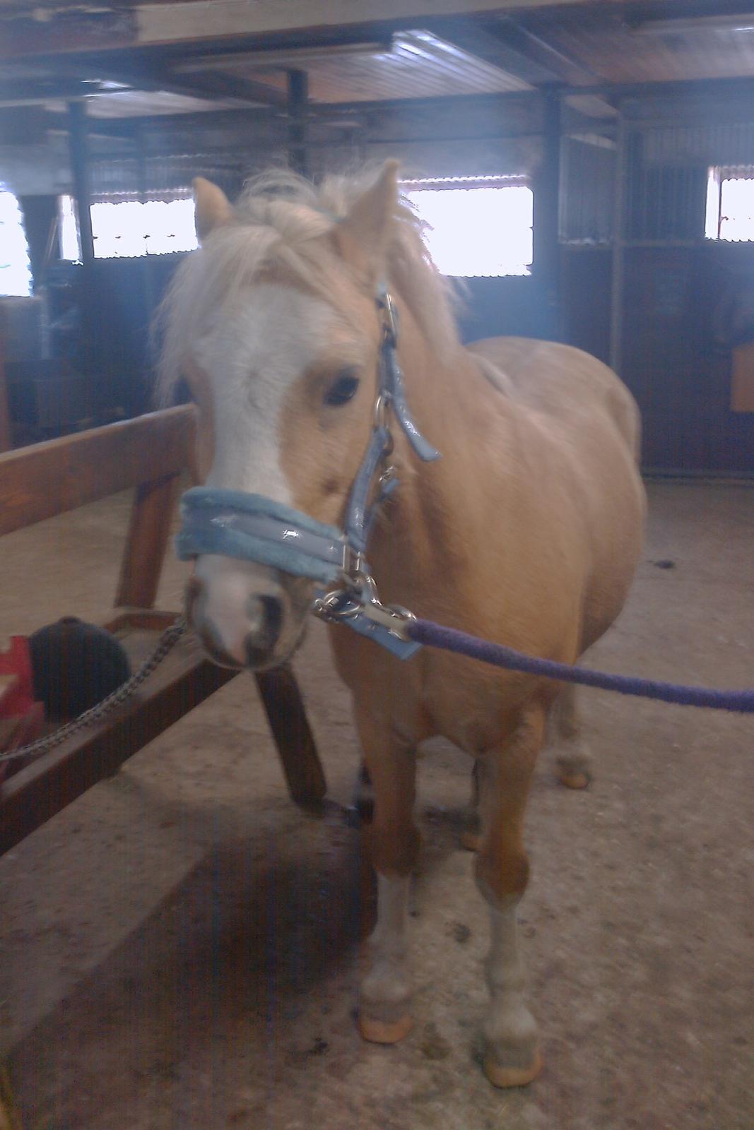 Welsh Mountain (sec A) Sjaik<3 (Solgt) - Såå nuttede med lyseblå<3 billede 7