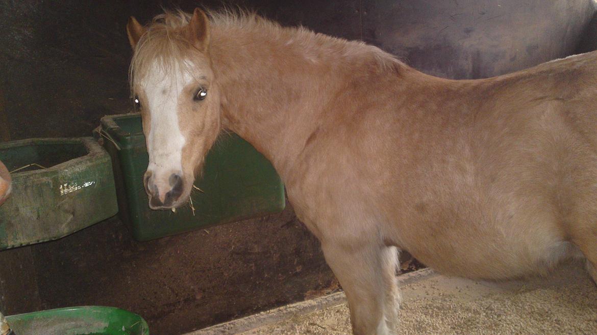 Welsh Mountain (sec A) Sjaik<3 (Solgt) - Super godt billede :-D billede 13