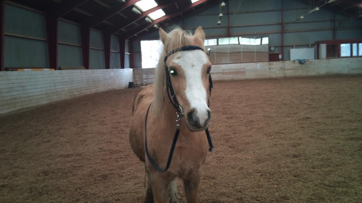 Welsh Mountain (sec A) Sjaik<3 (Solgt) - Sweet<3 billede 16