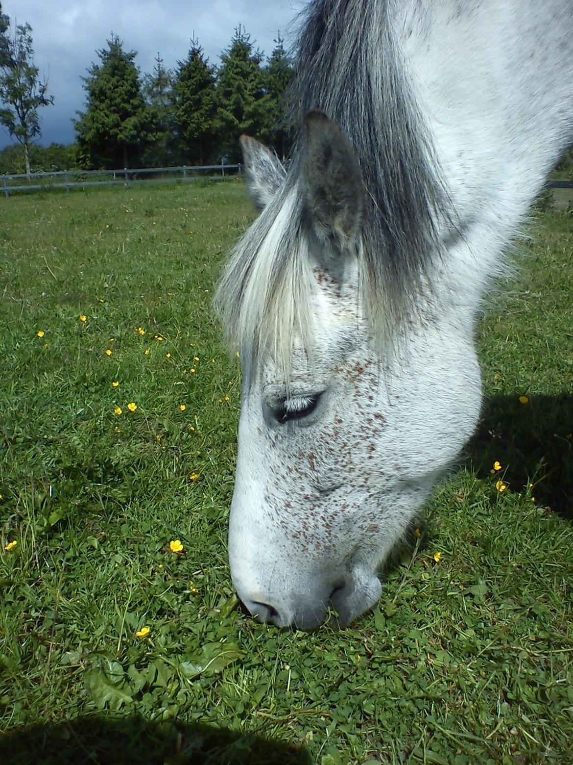 Anden særlig race skyttehuset´s paletti (popsen) - smukke pony!! Foto: Mig billede 8