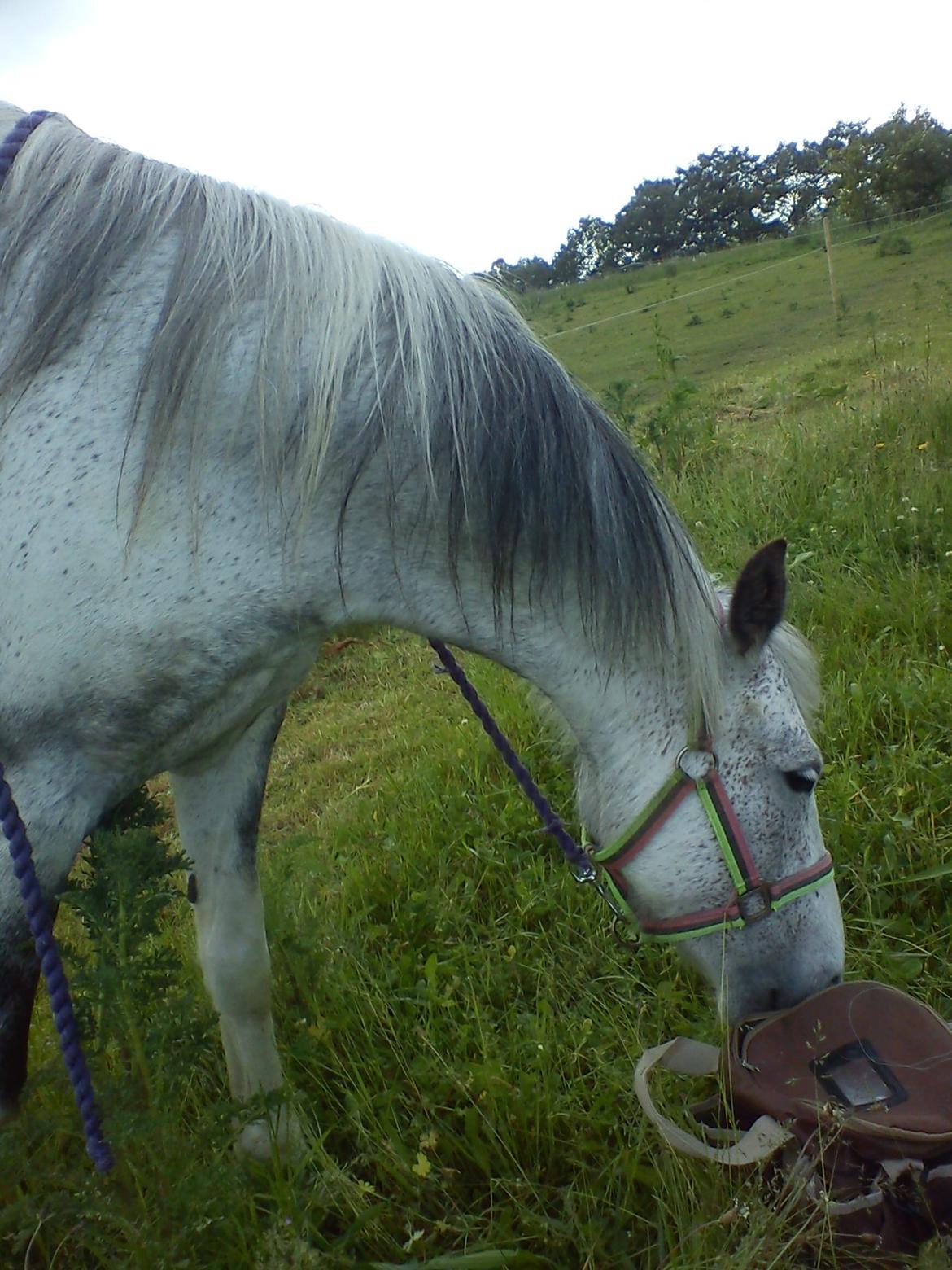 Anden særlig race skyttehuset´s paletti (popsen) - hvor gmmer du godbidderne?? foto: Mig billede 9