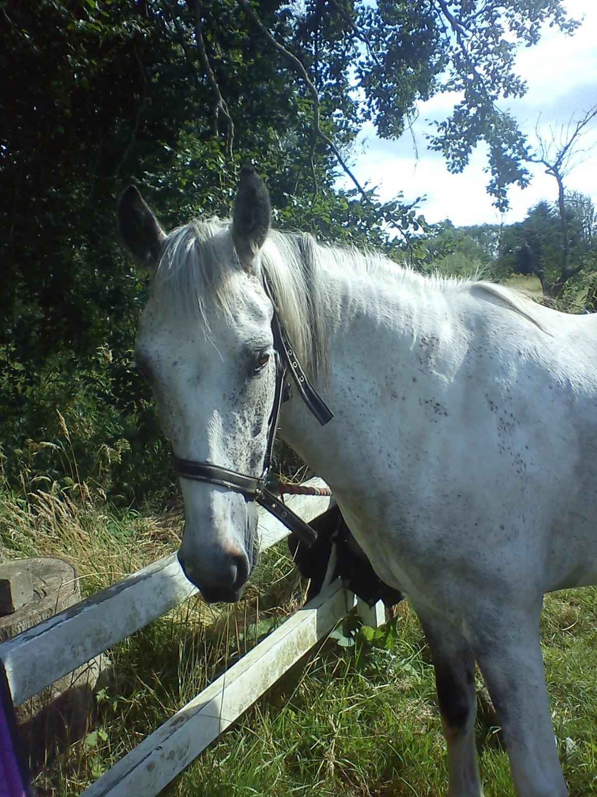 Anden særlig race skyttehuset´s paletti (popsen) - foto:mig billede 10