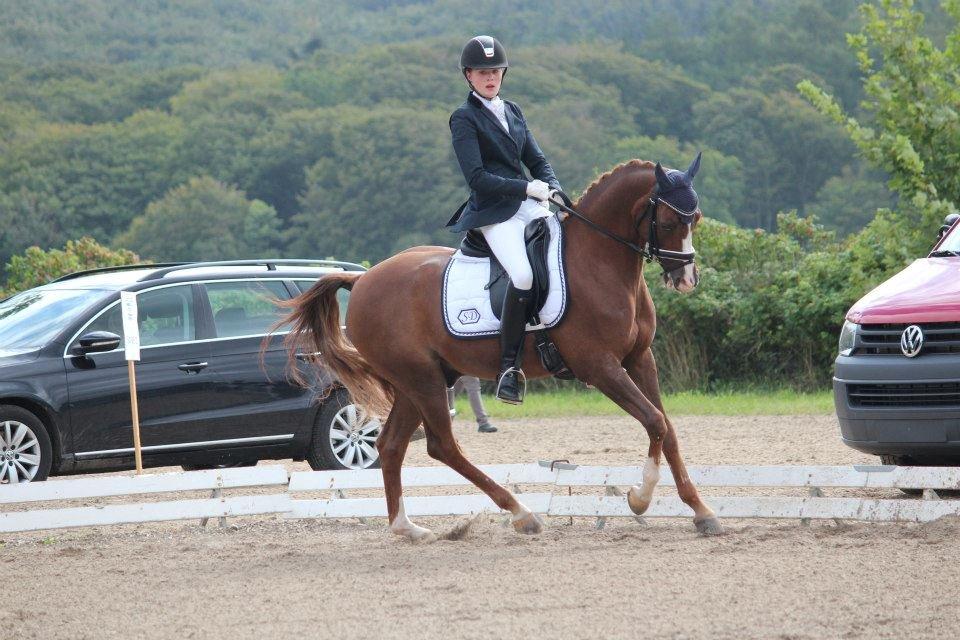 DSP Zendro A-PONY billede 12