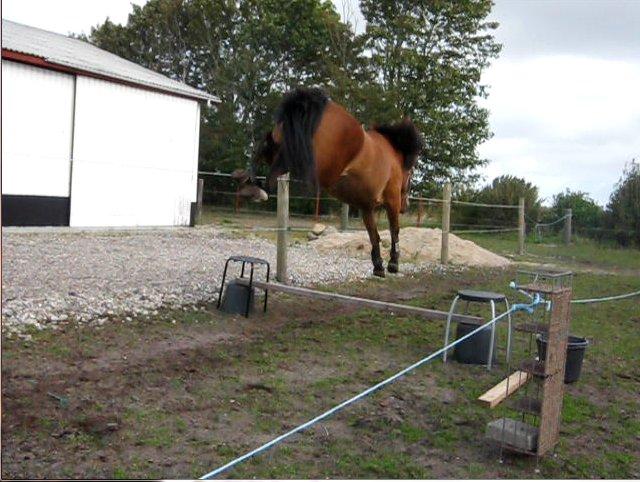 Anden særlig race Flicka - Det kan man kalde at over springe.. billede 18