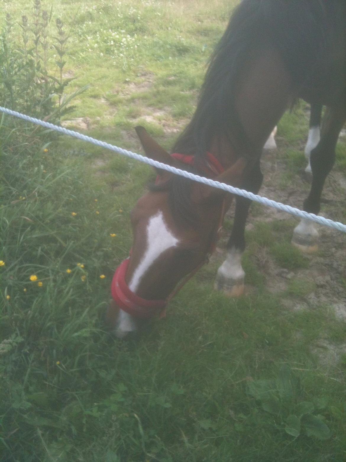 Anden særlig race Miss Moonilght solgt billede 6