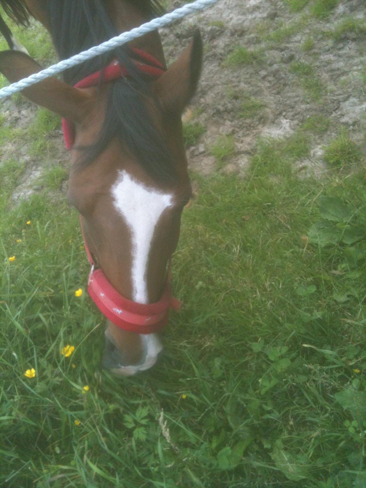 Anden særlig race Miss Moonilght solgt billede 9