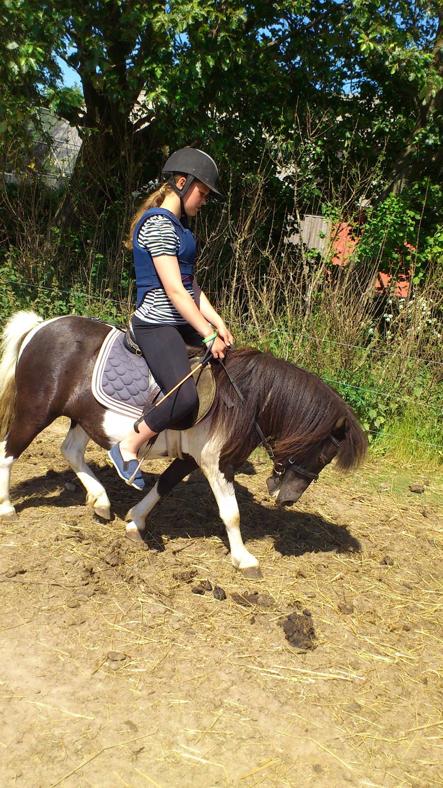 Anden særlig race Hjortagers Trisse - Hygge! <3 billede 7