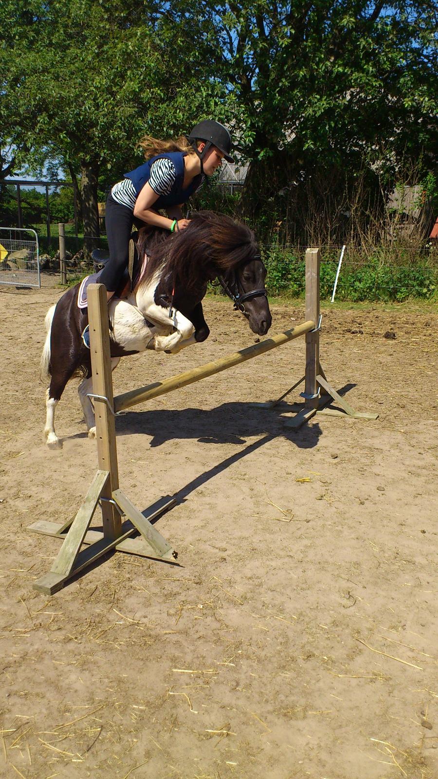 Anden særlig race Hjortagers Trisse - 70 cm.<3 billede 9