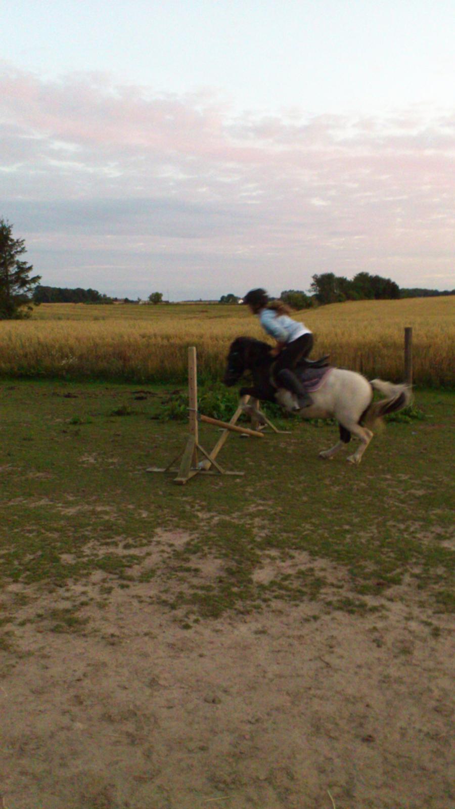Anden særlig race Hjortagers Trisse - Hun ELSKER og springe!! <3 billede 10
