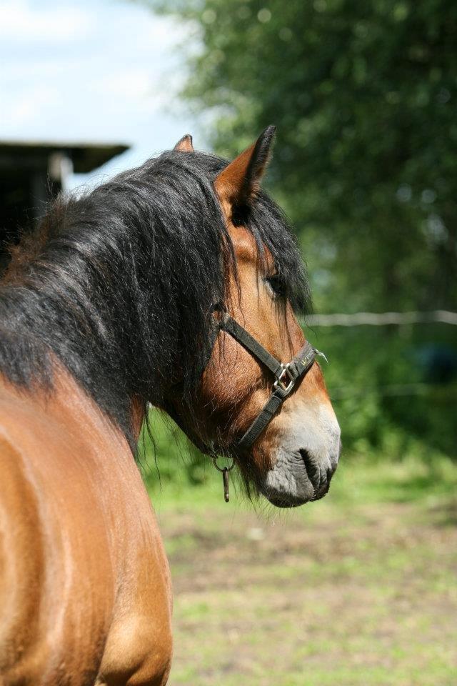 Nordsvensk Skovhest Lukas :* [Tidl Hest] - Lækker man var? :p billede 5