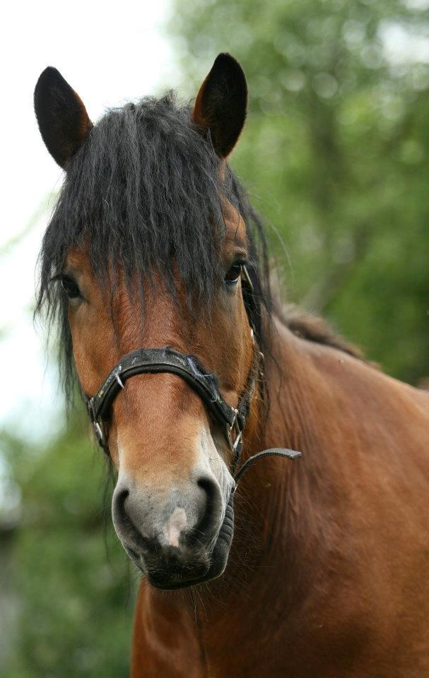 Nordsvensk Skovhest Lukas :* [Tidl Hest] - Velkommen til Lukas Profil :D billede 1