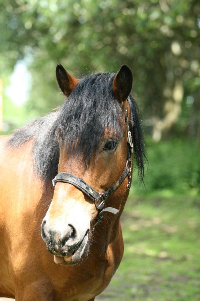 Nordsvensk Skovhest Lukas :* [Tidl Hest] - Mig? billede 7