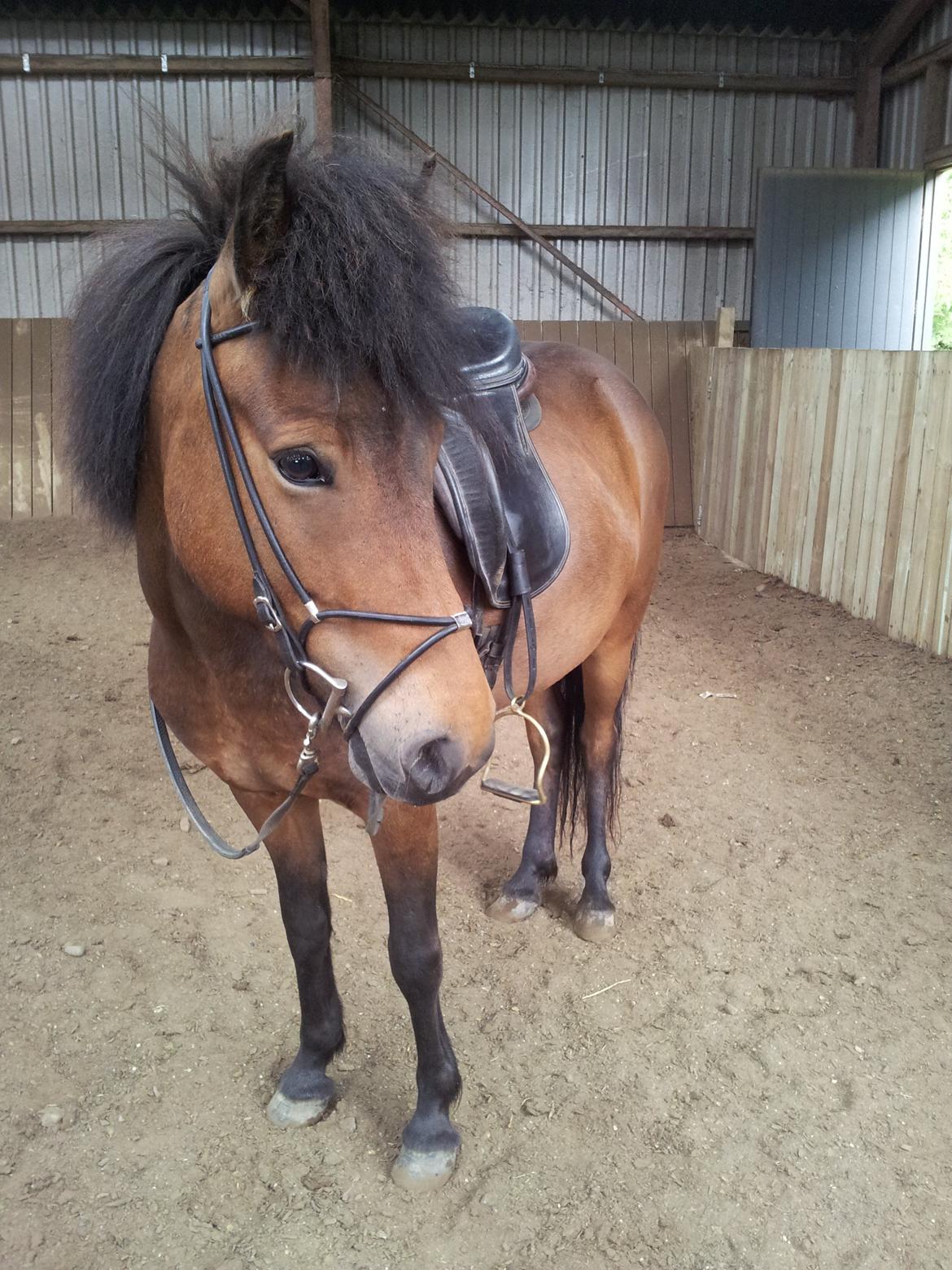 Islænder Björk fra Vester Albæk billede 1