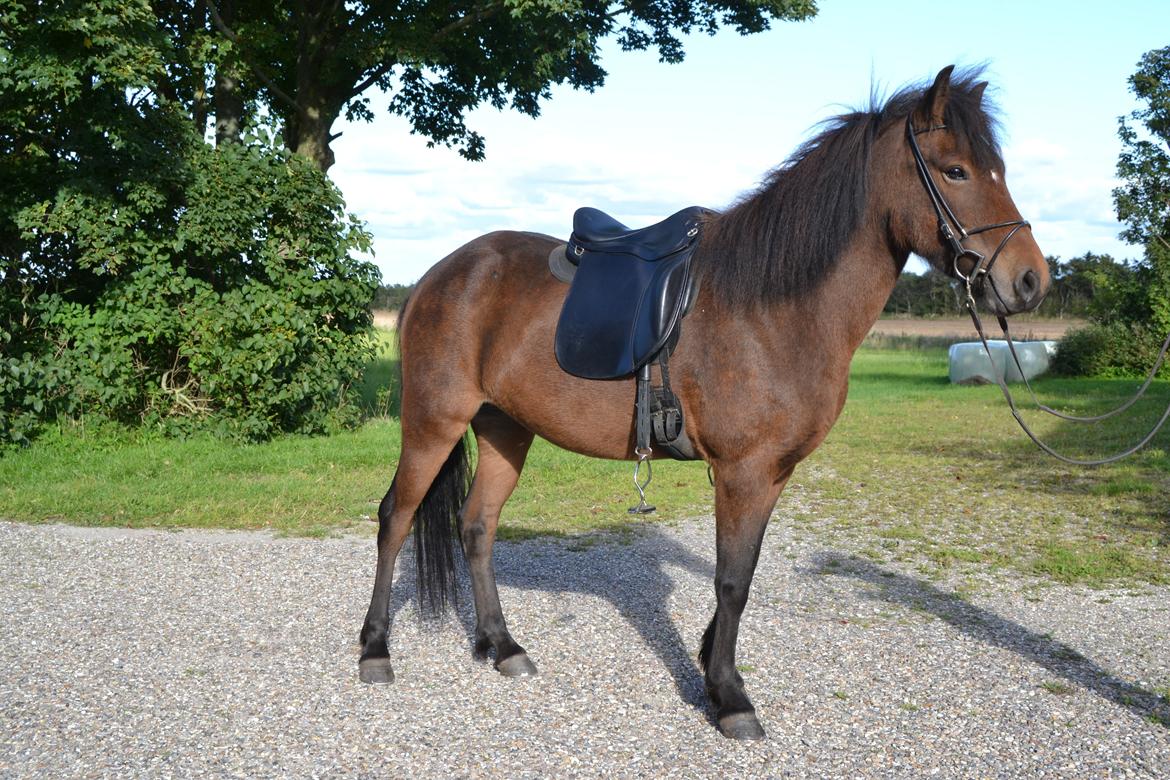 Islænder Björk fra Vester Albæk billede 2