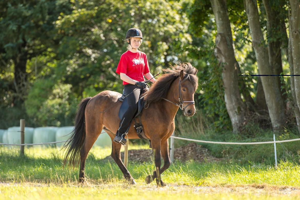 Islænder Björk fra Vester Albæk billede 7