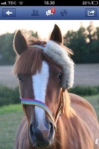 DSP Pour Lady( tidl. pony ) - Ahahahha.. Et fint billede jeg fik sendt fra da hun var mindre. billede 3