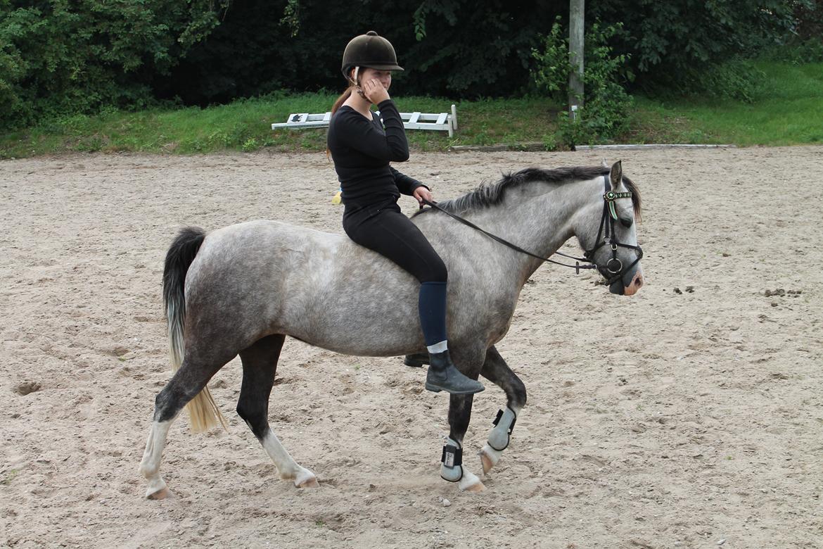 Welsh Pony (sec B) Lundehuset's Harmonie - Harmoni <3 kun 3år og kan ride uden sadel på den fantastiske pony <3 billede 5