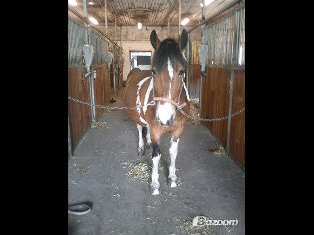 Anden særlig race Mille (Pensioneret) - En dag tog jeg mig selv i at smile uden grund.Men så indså jeg at det var fordi jeg tænkte på dig <3<3.. billede 9