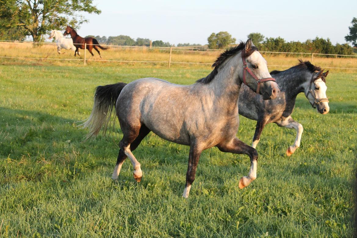 Welsh Pony (sec B) Lundehuset's Harmonie - Pjuske og Helios der lige er kommet hjem fra tilridning <3  billede 24
