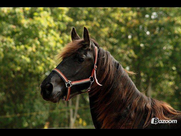 Frieser Temmy billede 3