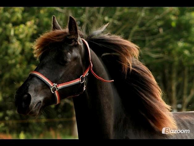 Frieser Temmy billede 2